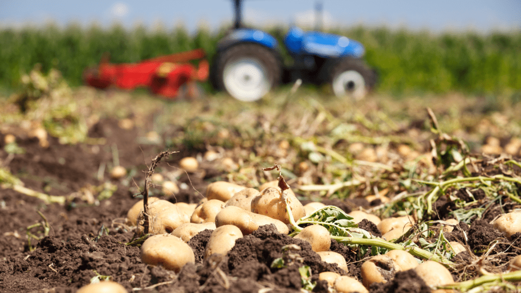 Investment Opportunities in Cold Chain Solutions: Transforming Agro-Processing Sector