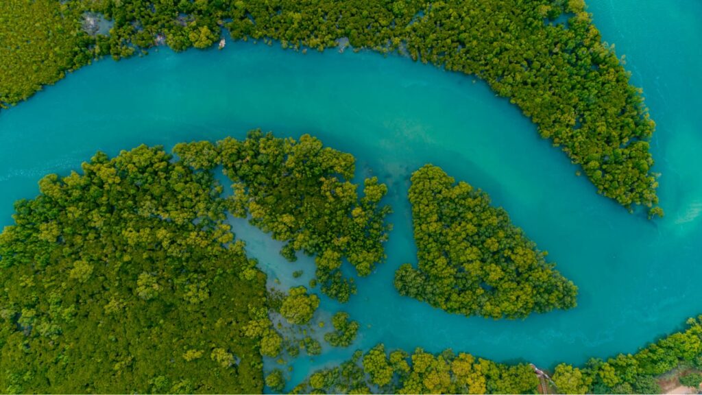 Blue Carbon Credit Finance