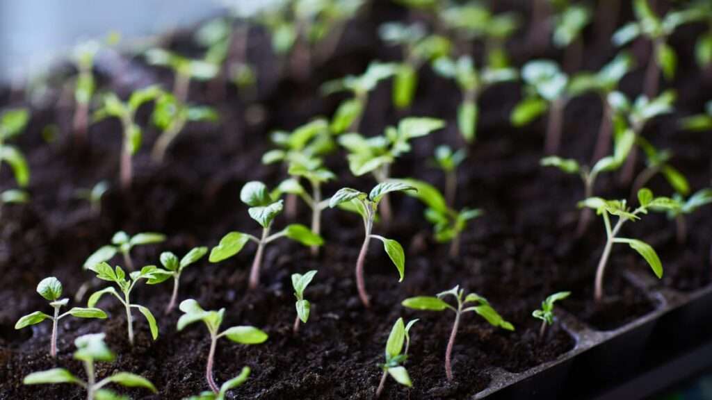 sapling market growth export inspira research